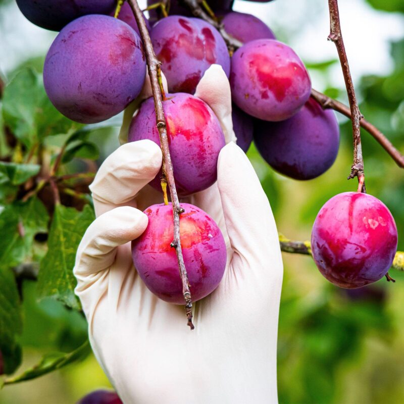 Aurelia Vibrant White Disposable Latex Gloves - Medical Grade - Powder Free