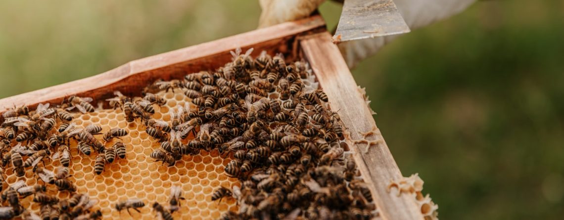 Gloved beekeeper handling bees